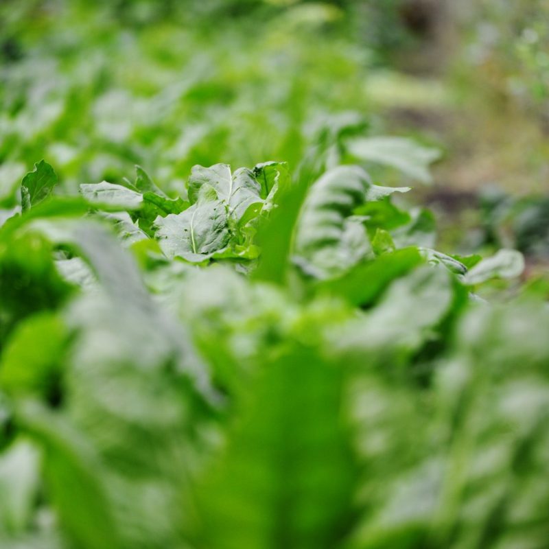 arty leaf photo at growing with grace