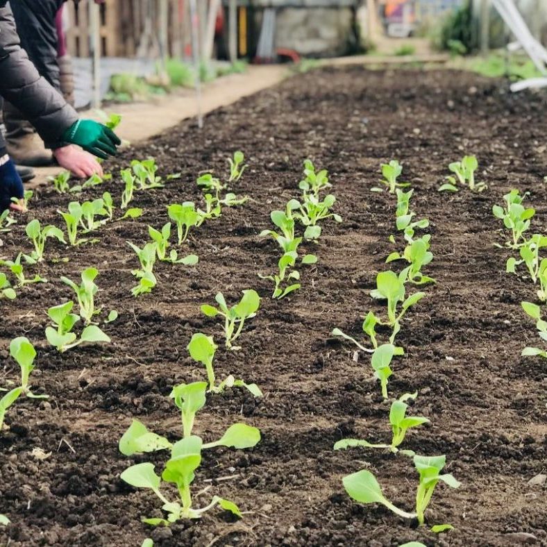 seedlings being planted at growing with grace