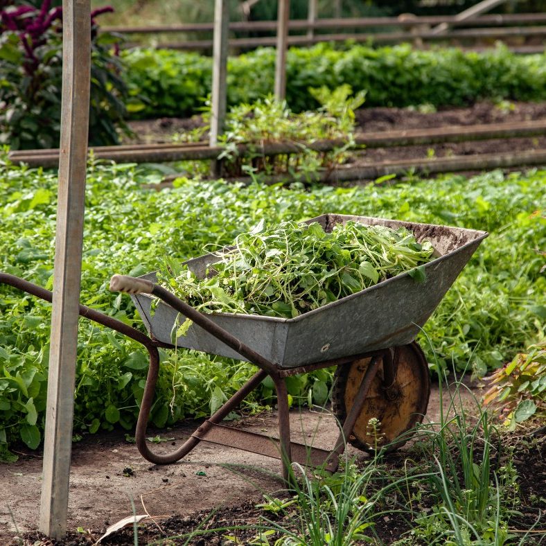 wheelbarrow at growing with grace