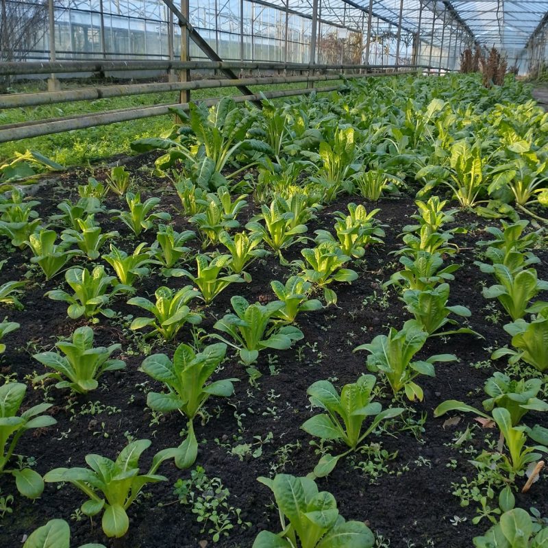 inside the glasshouses at sunrise at growing with grace