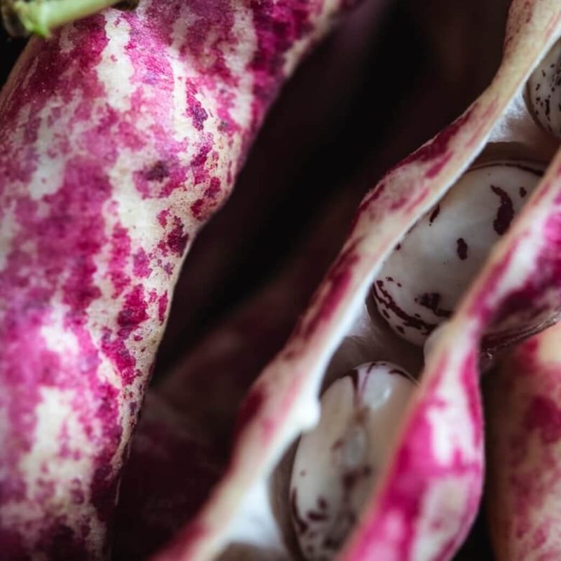 organic borlotti beans closeup from riverford