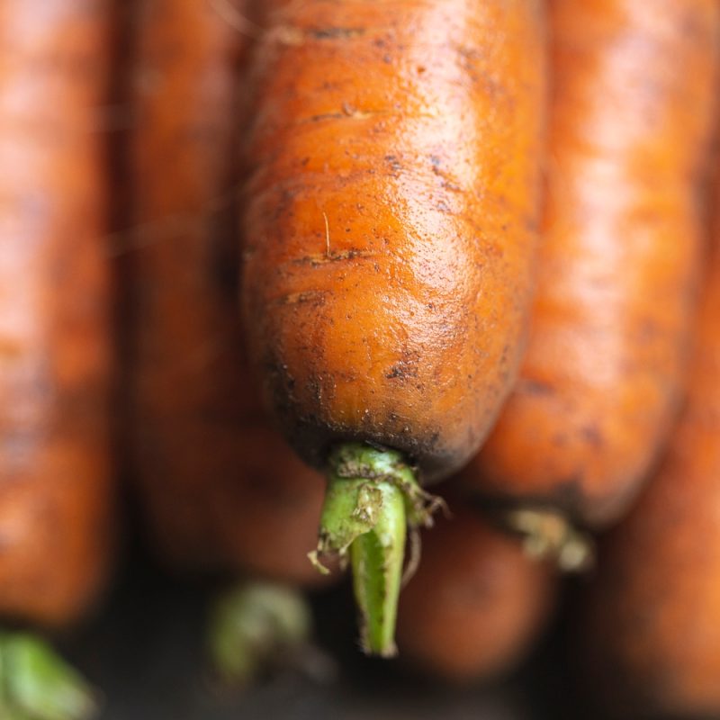 organic carrots piled closeup from riverford