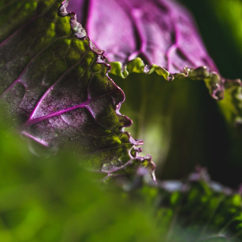 organic january king cabbage closeup from riverford