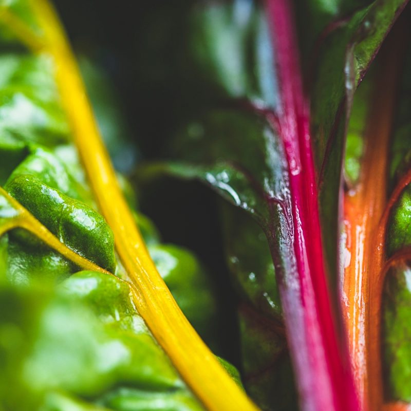 organic mixed chard closeup from riverford