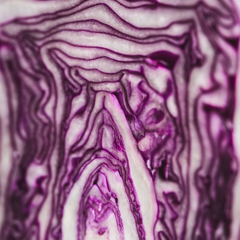 organic red cabbage closeup from riverford