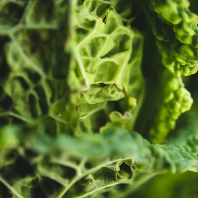 organic savoy cabbage closeup from riverford