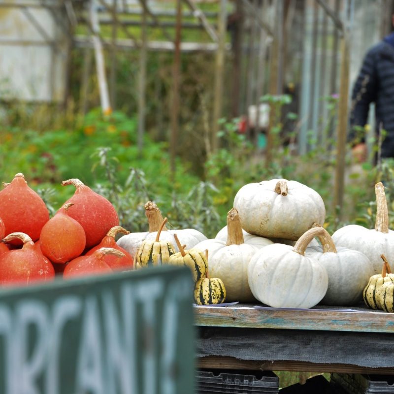 squashes on the table at growing with grace